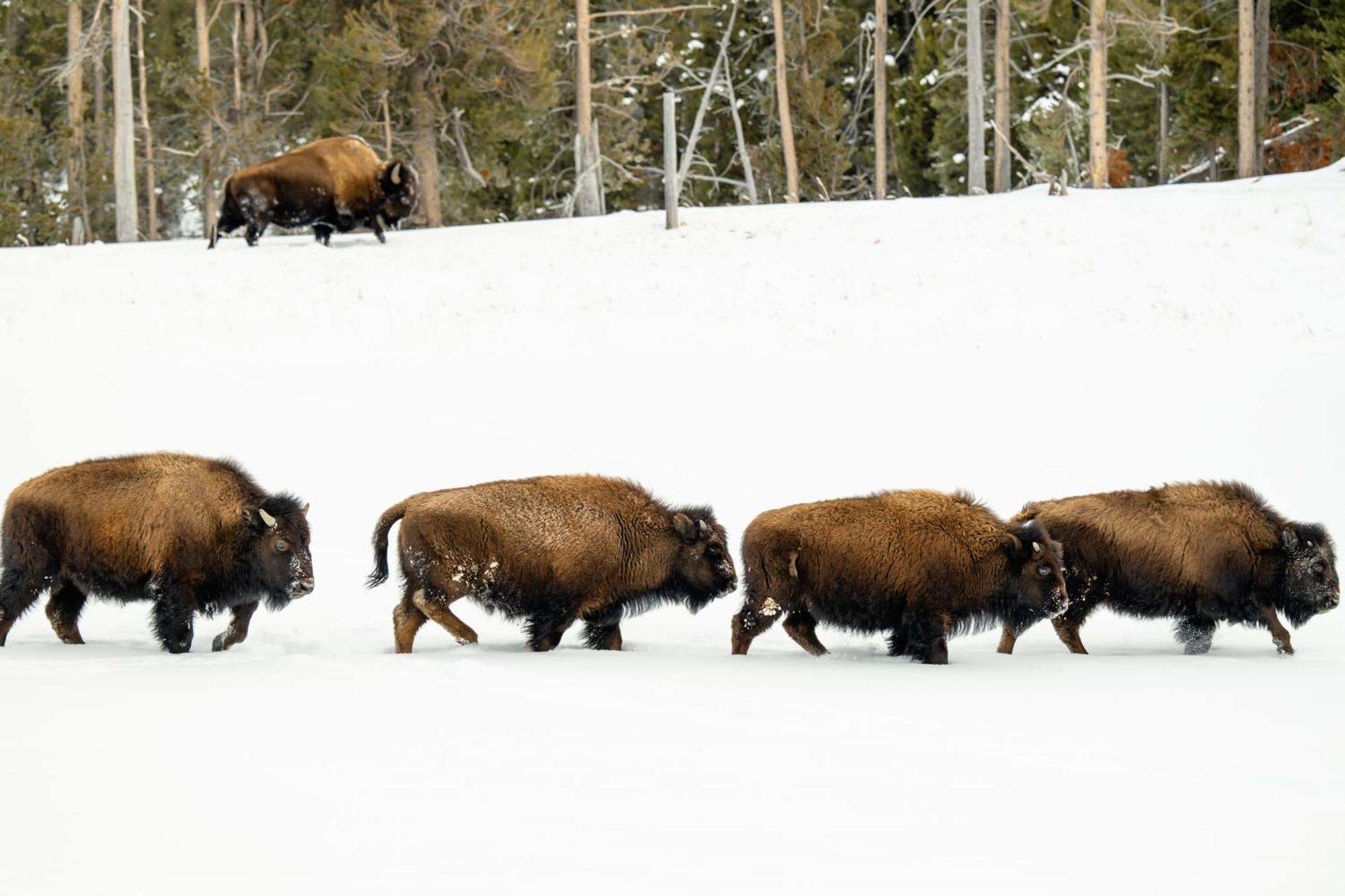 Explorer Cabins At Yellowstone West Yellowstone Bagian luar foto